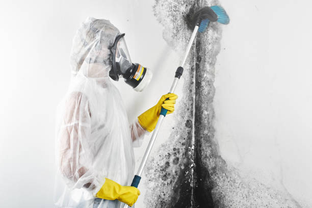 Best Mold Remediation for Rental Properties  in Grand Bay, AL